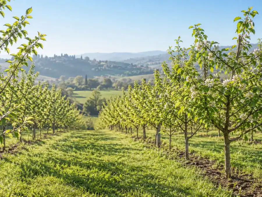 Verger de jeunes arbres en fleurs sur un coteau au printemps